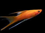 Swordtails "Xiphophorus helleri"