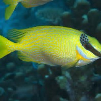 Masked Rabbitfish "Siganus puellus"