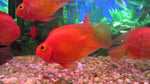 Blood Parrot Cichlid "Cichlasoma sp."
