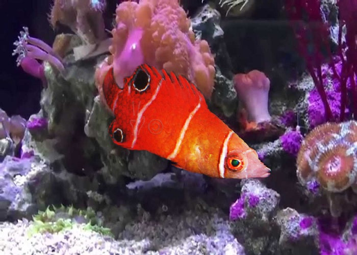 Tanaka's Pygmy Wrasse "Wetmorella tanakai"