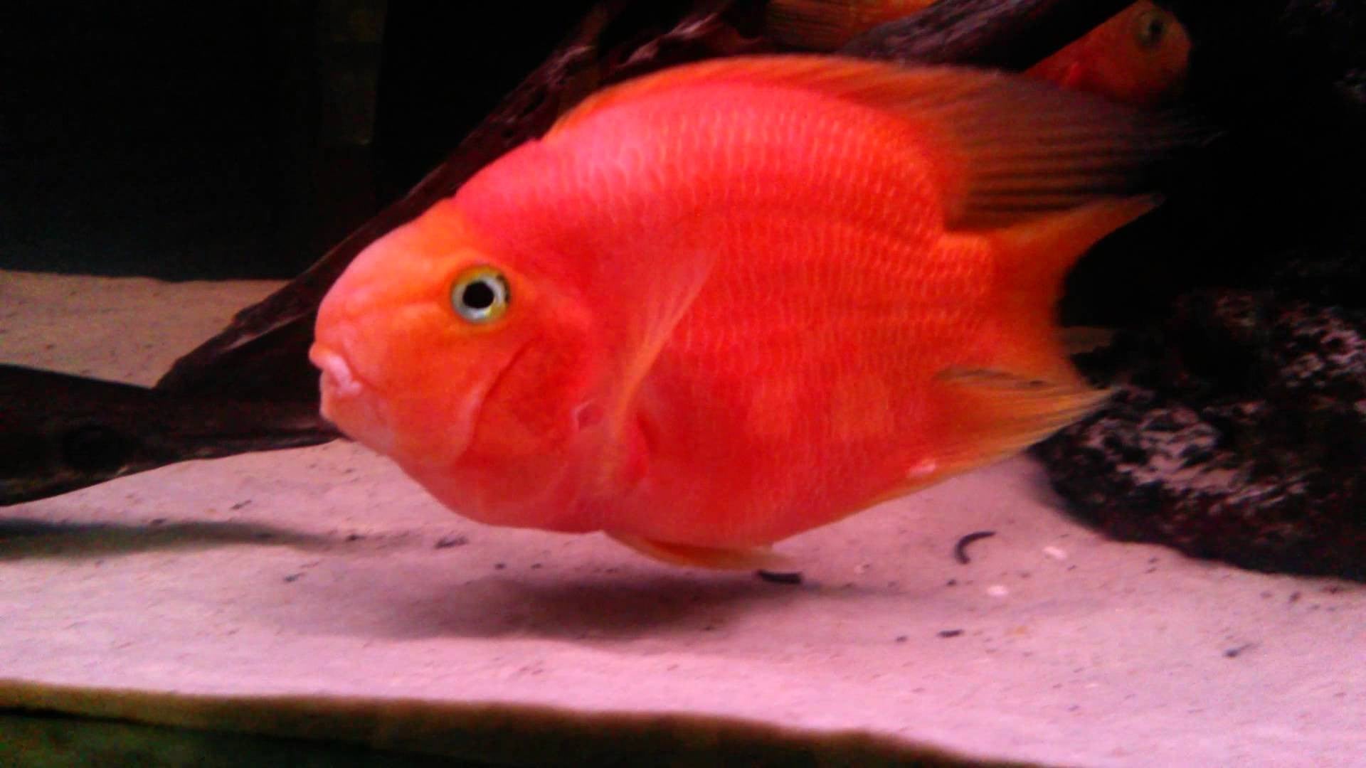 Blood Parrot Cichlid "Cichlasoma sp."