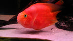 Blood Parrot Cichlid "Cichlasoma sp."