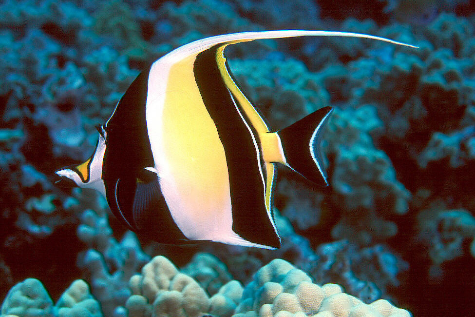 Moorish Idol "Zanclus cornutus"- Med