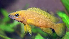 Lemon Cichlid "Neolamprologus Leleupi"