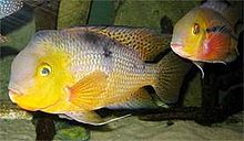 Hypsophrys Nicaraguensis