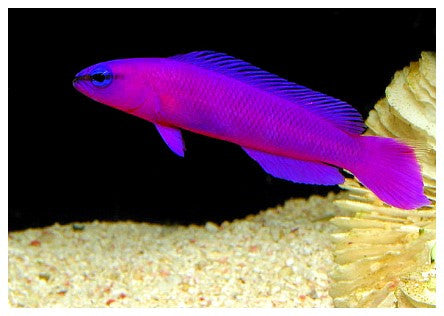 Orchid Dottyback "Pseudochromis fridmani"