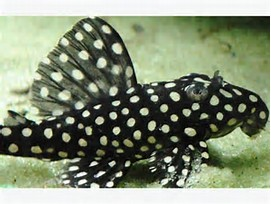 L201 - Orinoco Angel Pleco Hypancistrus sp."