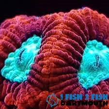 Jason Fox Paranoia Favia