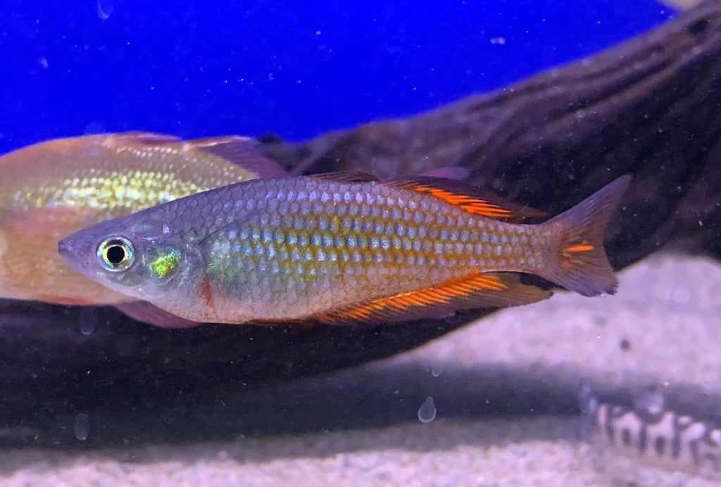 Parkinson's Rainbowfish