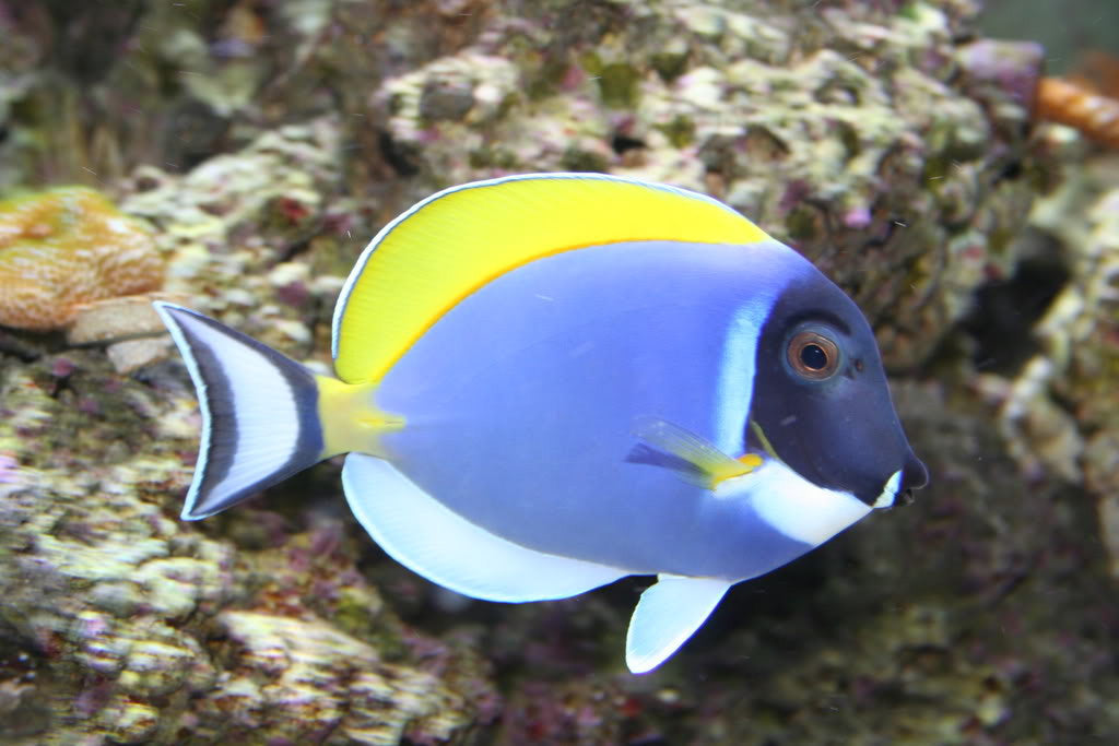 Powder Blue Tang "Acanthurus leucosternon"