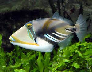 Humu Picasso Trigger "Rhinecanthus aculeatus"