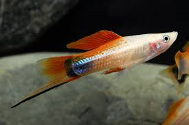 Swordtails "Xiphophorus helleri"