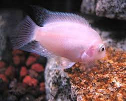 Pink Convict Cichlid "Archocentrus nigrofasciatus"
