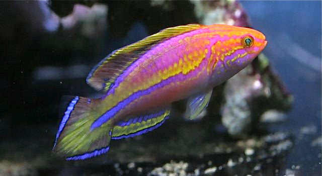 Pintail Fairy Wrasse "Cirrhilabrus lanceolatus"