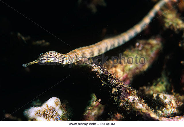 Australian Messmate Pipefish "Corythoichthys intestinalis"