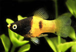 Platy Fish ''Xiphophorus maculatus''