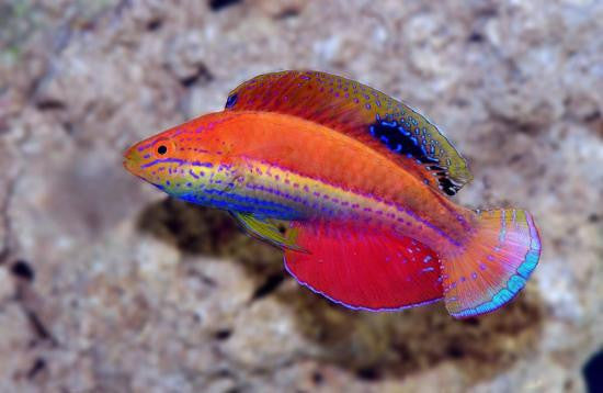 Katoi Fairy Wrasse "Cirrhilabrus katoi"