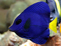 Purple Tang - "Zebrasoma xanthurum"