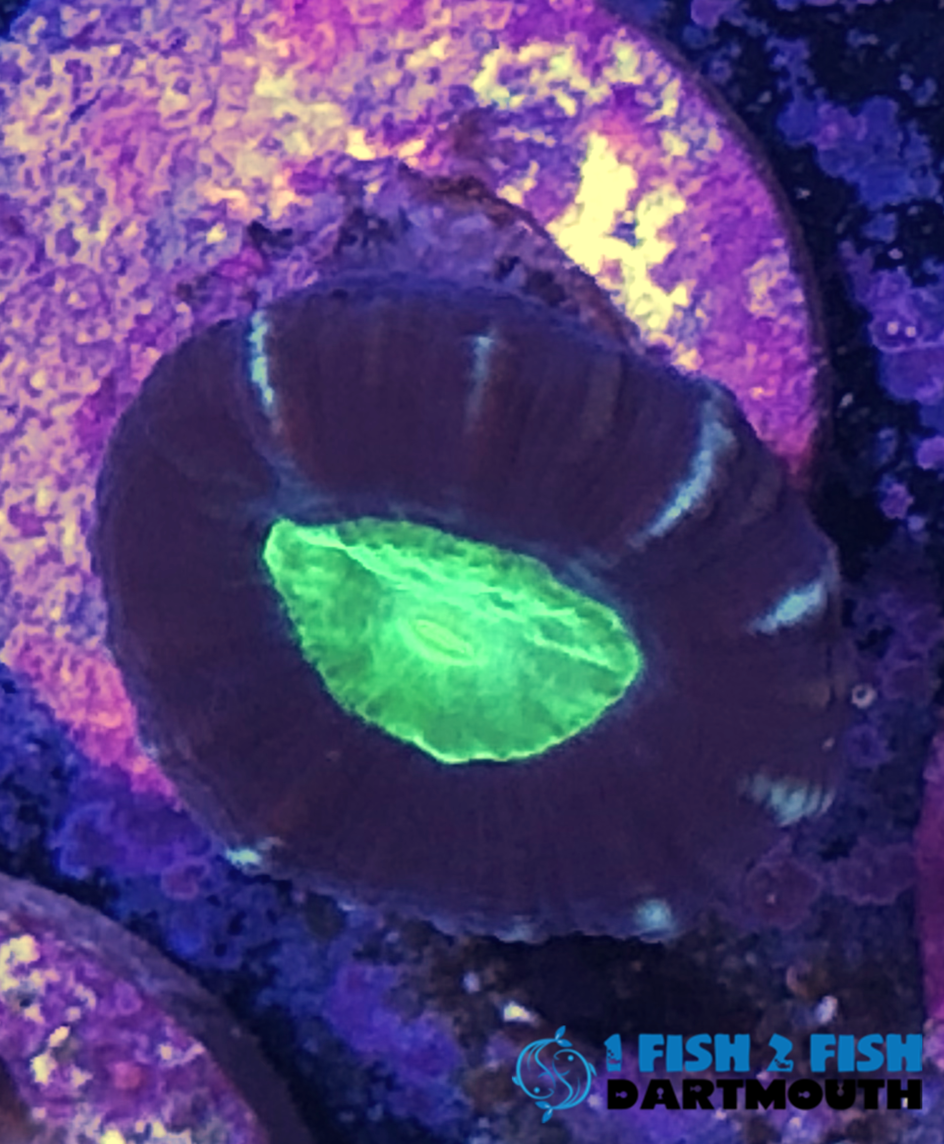 Purple and Green Candy Cane