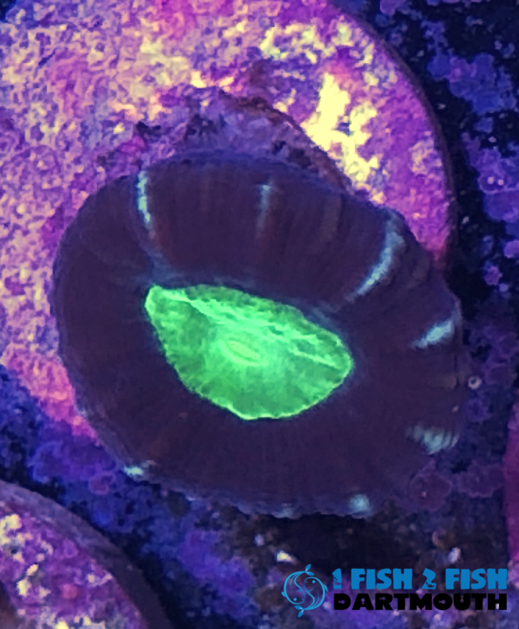 Purple and Green Candy Cane