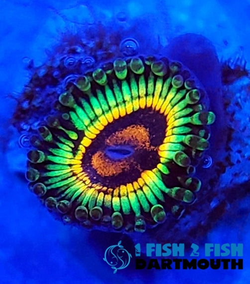 Rainbow Eclipse Zoa  #179