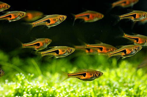 Espe's Rasbora "Trigonostigma espei"