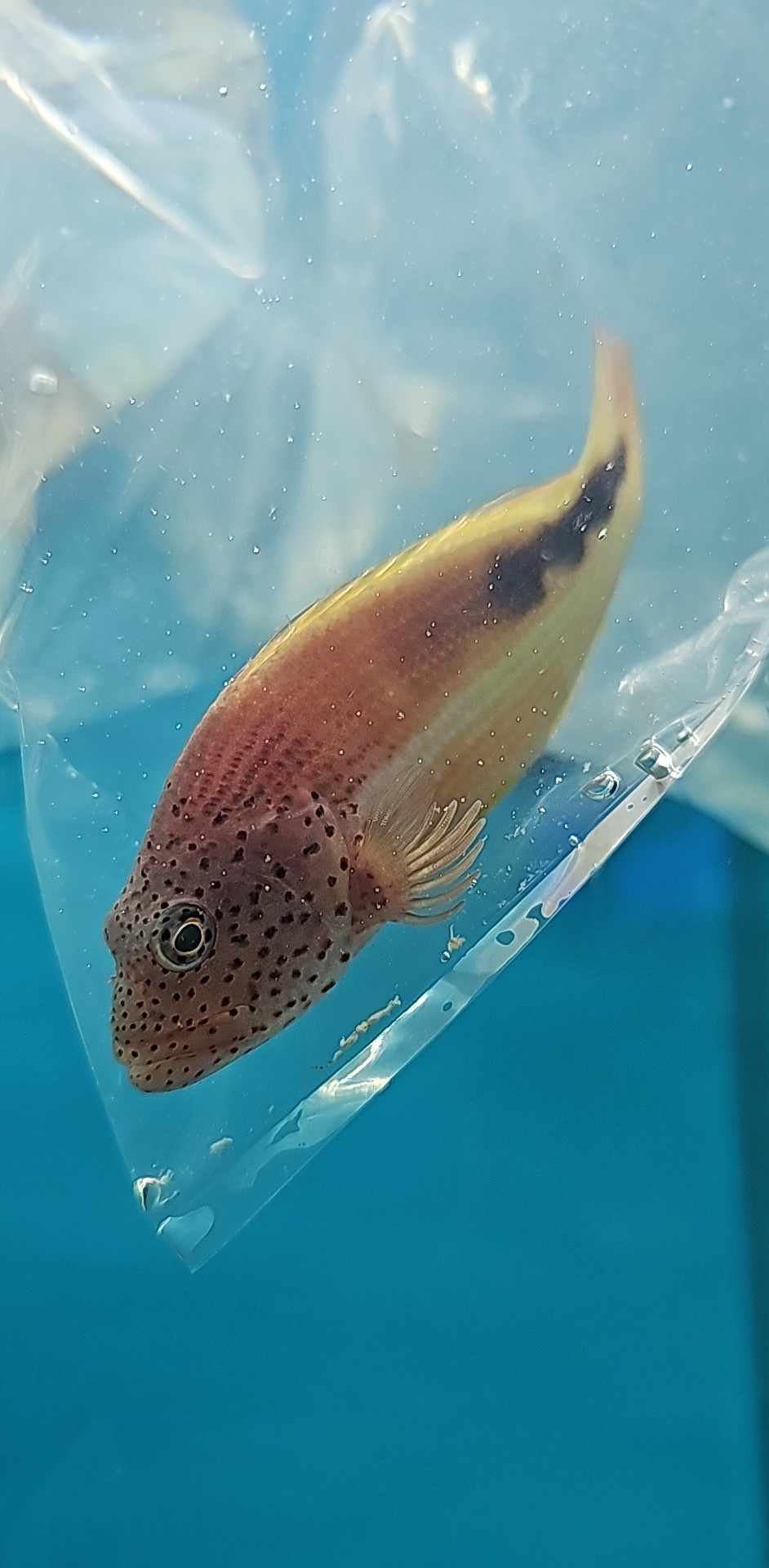 Foster hawk fish