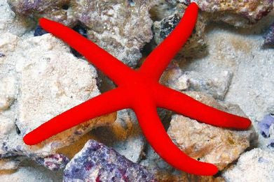 Linkia Red Starfish - "Linckia multifora"