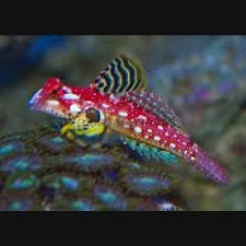 Ruby Red Dragonette "Synchiropus moyeri"