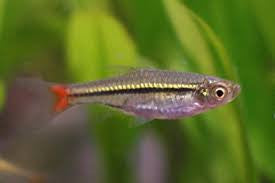 Red Tailed Rasbora - "Rasbora borapetensis"