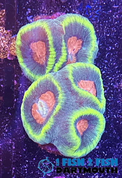 Russian Hacker Favia