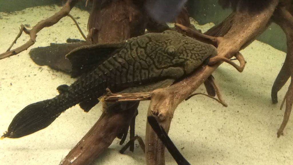 Panaque schaeferi – Titanic Pleco – L203