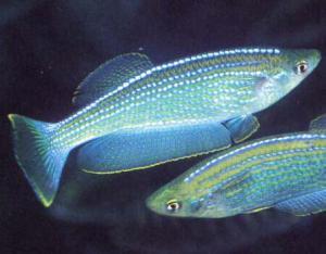 Tanganyika Killifish