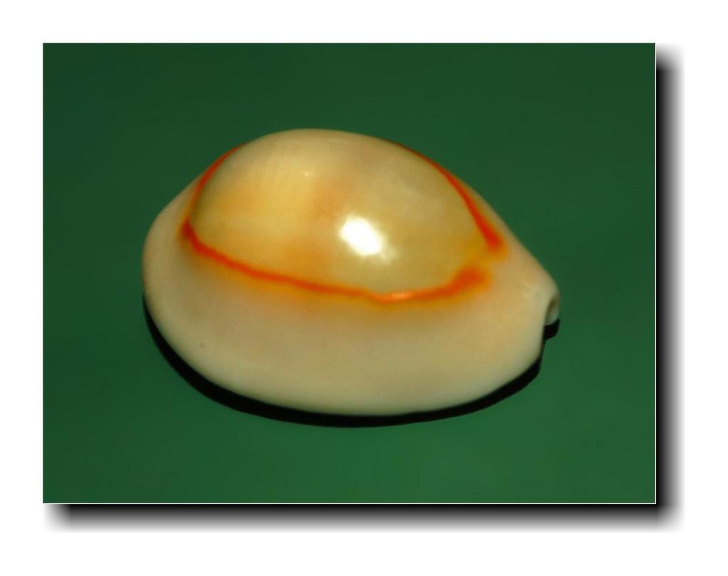 Gold Ring Cowrie Snail