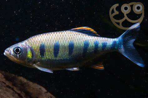 Blue Spotted Hill Trout