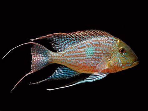 Sveni Eartheater Cichlid Parana (Geophagus sveni)