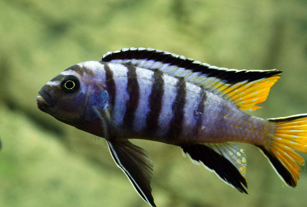 Slender mbuna - Pseudotropheus elongatus