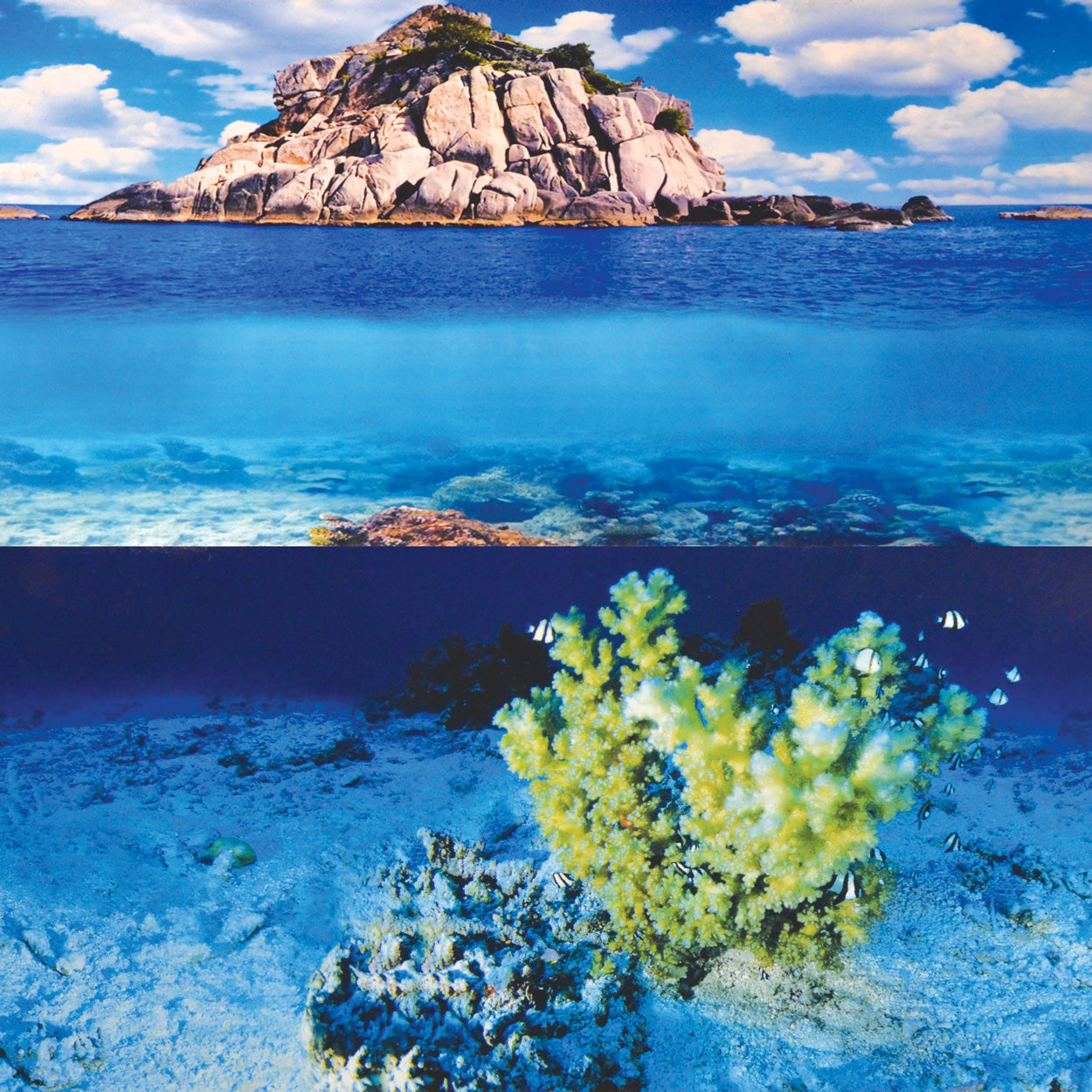 Underwater Treasures Aquarium Backgrounds - Per ft