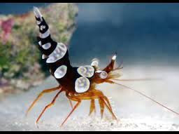 Sexy Anemone Shrimp "Thor amboinensis"