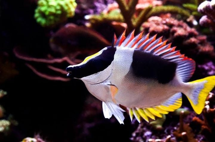 Magnificent Foxface ''Siganus magnificus''- Med