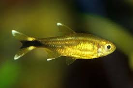 Silvertip Tetra "Hasemania nana"