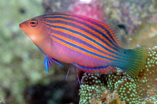 Sixline Wrasse "Pseudocheilinus hexataenia"