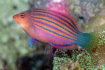 Sixline Wrasse "Pseudocheilinus hexataenia"