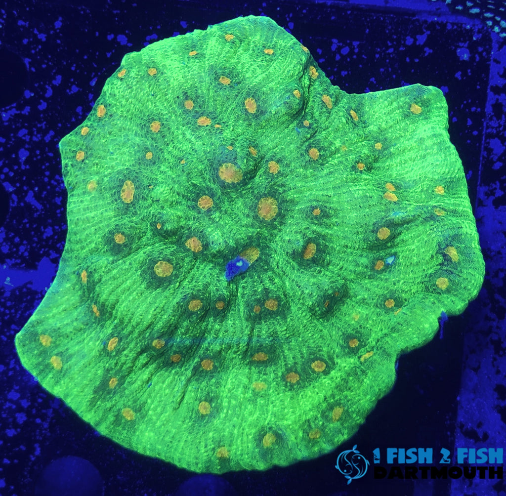 Space Invader Chalice frag (112)