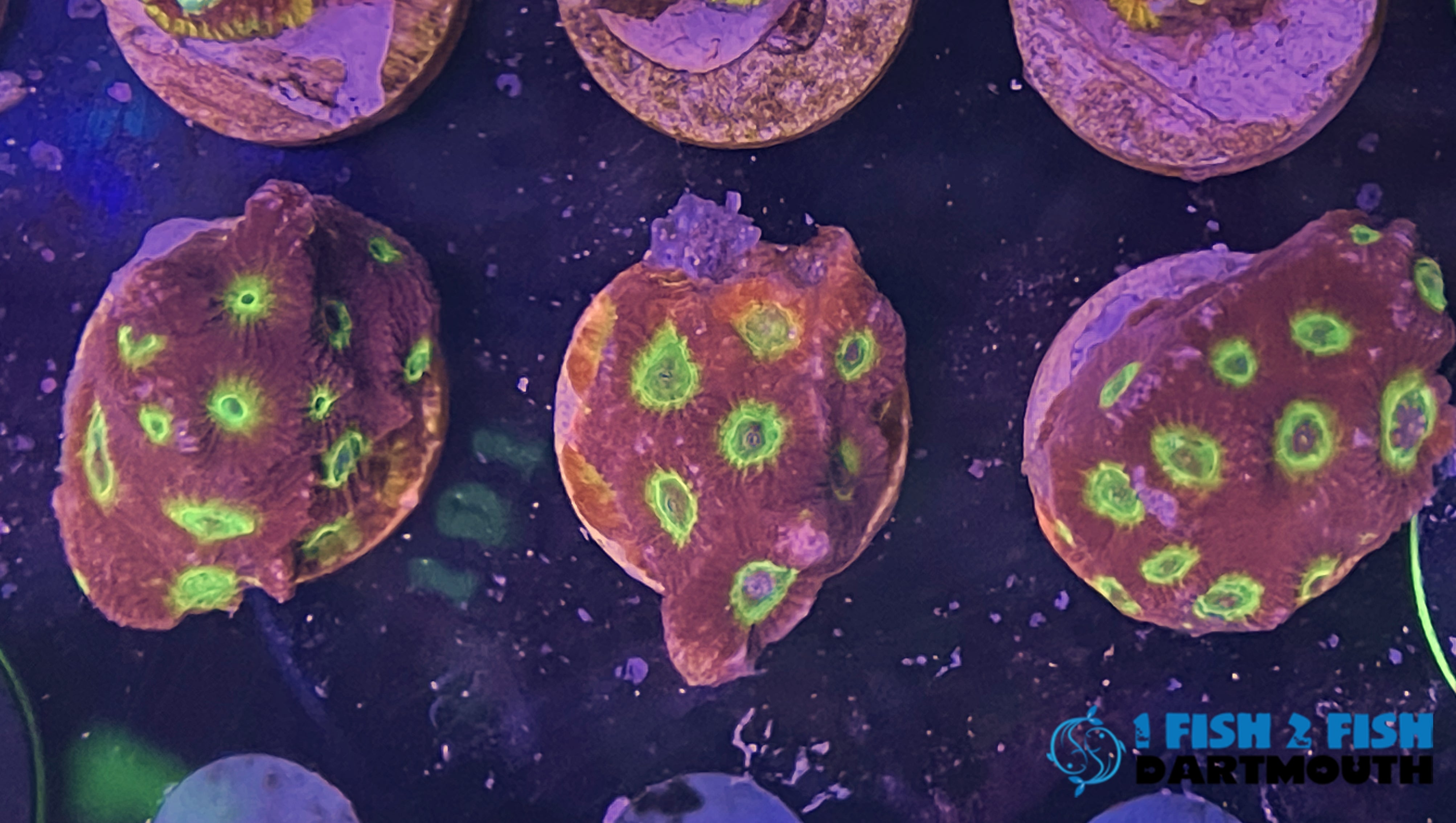 Spicy Lemon Favia (111)