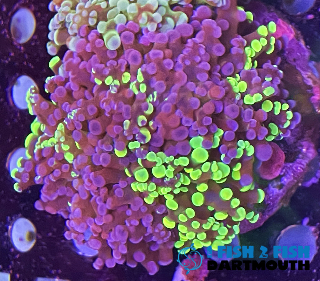 Purple/ Green Blotchy Frammer Frag (205)