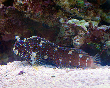 Starry Blenny "Salarias ramosus"