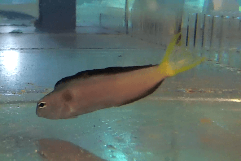 Mozambique Blenny