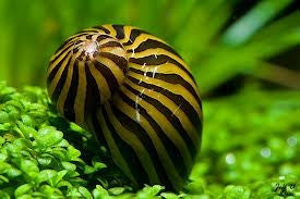 Zebra Nerite Snail "Neritina zebra" Neritina Turrita