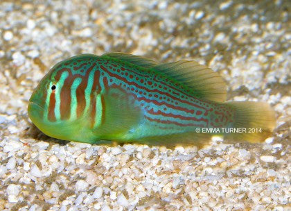 Green Clown Goby "Gobiodon histrio"